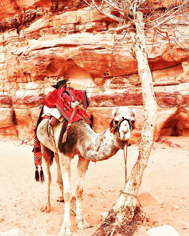 Wadi Rum Light Camp 외부 사진